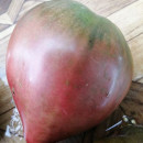 SEMINTE ROSII INIMA DE BOU - T 925 DWARF PURPLE HEART
