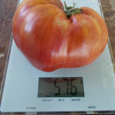 SEMINTE ROSII INIMA DE BOU - T 932 SIBERIAN PINK HONEY - Img 2