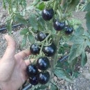 SEMINTE ROSII NEGRE - T. 151 INDIGO ROSE