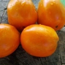 SEMINTE ROSII - T 1093 CREAM ORANGE GIANT