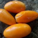 SEMINTE ROSII - T 1116 GOLDEN BANANA - Img 3