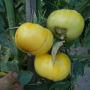 SEMINTE ROSII - T. 277 WHITE BEEFSTEAK - Img 2