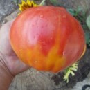 SEMINTE ROSII - T. 288 NAPA GIANT