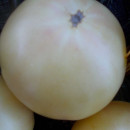 SEMINTE ROSII - T 580 WHITE SUGAR -SACHAR BELYI