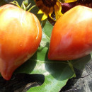 SEMINTE ROSII - T 699 MAREK S POINTY HEART