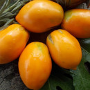 SEMINTE ROSII - T 719 LAPOT ORANGE
