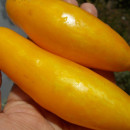 SEMINTE ROSII - T 738 BANANEN PLATANO - Img 4