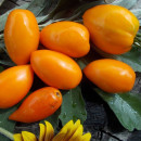 SEMINTE ROSII - T 773 ANDINE CORNUE ORANGE - Img 2