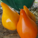SEMINTE ROSII - T 835 EARTH WONDER ORANGE