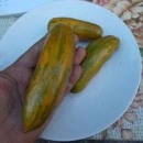 SEMINTE ROSII - T. 96 GREEN SAUSAGE - Img 3