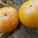 SEMINTE ROSII - T 962 GOLDEN QUEEN USDA STRAIN - Img 2