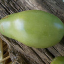 SEMINTE ROSII - T 990 EMERALD PEAR - Img 2
