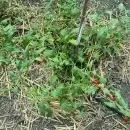 SEMINTE SPANAC STRAWBERRY - CHENOPODIUM FOLIOSUM - BLITUM VIRGATUM - D 16 - Img 6