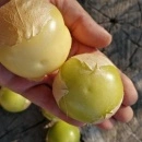 SEMINTE TOMATILLO - D 216 GIANT