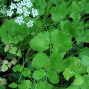 SEMINTE ANASON ( Pimpinella anisum ) - D 173 - Img 2