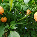 SEMINTE ARDEI IUTE - AI 132 CAROLINA REAPER PEACH neizolat - Img 6