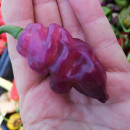 SEMINTE ARDEI IUTE - AI 93 PINK TIGER X REAPER PEACH (PHENO) - NEIZOLAT - Img 8