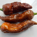 SEMINTE ARDEI IUTE - AI 99 SAY S X BHUT PHENO 2 CHOCO - NEIZOLAT - Img 2