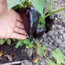 SEMINTE ARDEI NEGRU DULCE - A 04 JUGO