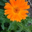 SEMINTE - D. 60 GALBENELE ( CALENDULA OFFICINALIS )