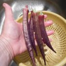 SEMINTE - D. 71 BAME ROSII BURGUNDY - OKRA - Img 3
