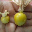 SEMINTE - D.79 PHYSALIS EDULIS - SCHONBRUNNER GOLD