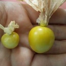 SEMINTE - D.79 PHYSALIS EDULIS - SCHONBRUNNER GOLD