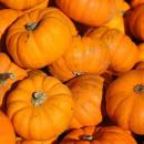 SEMINTE DOVLECEL - D 189 JACK BE LITTLE PUMPKIN - Img 6