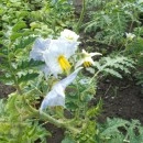 SEMINTE LITSCHI TOMATE - T. 295 SOLANUM SISYMBRIFOLIUM - Img 3