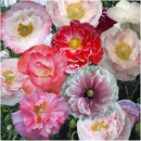 SEMINTE MAC DE GRADINA - D 142 SHIRLEY DOUBLE MIXED