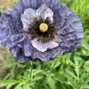 SEMINTE MAC - PAPAVER AMAZING GREY - D 138
