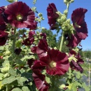 SEMINTE NALBA BORDO - D 230