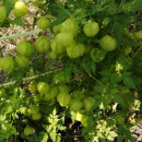 SEMINTE PLANTA CU BALOANE - D 170 CARDIOSPERMUM HALICACABUM
