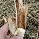 SEMINTE PORUMB POPCORN - GRUNPERL P 26 - Img 5