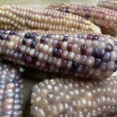 SEMINTE PORUMB POPCORN - P 02