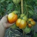 SEMINTE ROSII INIMA DE BOU - T. 36 BOSNISCHE FLEISCHTOMATE - Img 4