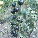 SEMINTE ROSII NEGRE - T. 151 INDIGO ROSE - Img 2