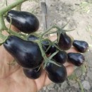 SEMINTE ROSII NEGRE - T. 58 BLUE KEYES