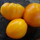SEMINTE ROSII - T 1053 HONEY SAVED