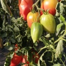 SEMINTE ROSII - T 1059 RASPBERRY TOMATO PEPPER