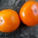 SEMINTE ROSII - T 1083 ALTAI ORANGE