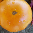 SEMINTE ROSII - T 592 SWEET OZARK ORANGE