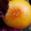 SEMINTE ROSII - T 600 MARZIPAN GOLD DWARF