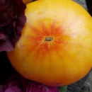 SEMINTE ROSII - T 600 MARZIPAN GOLD DWARF