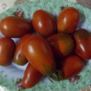 SEMINTE ROSII -  T. 64 BLACK PLUM - Img 3