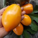 SEMINTE ROSII - T 719 LAPOT ORANGE - Img 2
