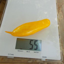 SEMINTE ROSII - T 738 BANANEN PLATANO - Img 5