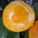 SEMINTE ROSII - T 747 MENONITE ORANGE
