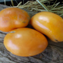 SEMINTE ROSII - T 914 MINUSINSK GLASSES ORANGE