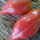 SEMINTE ROSII - T 948 TULIP PINK - Img 5